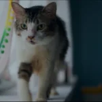 Max, Min and Meowzaki (2026)